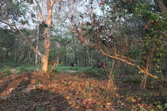 1 Night 2 Days Chitwan Jungle Safari Tour from Kathmandu - Why Chitwan feels like a different world from Kathmandu