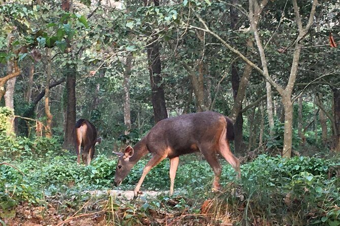 1 Night 2 Days Chitwan Jungle Safari Tour from Kathmandu - Day 2 return to Kathmandu and the finish in Thamel