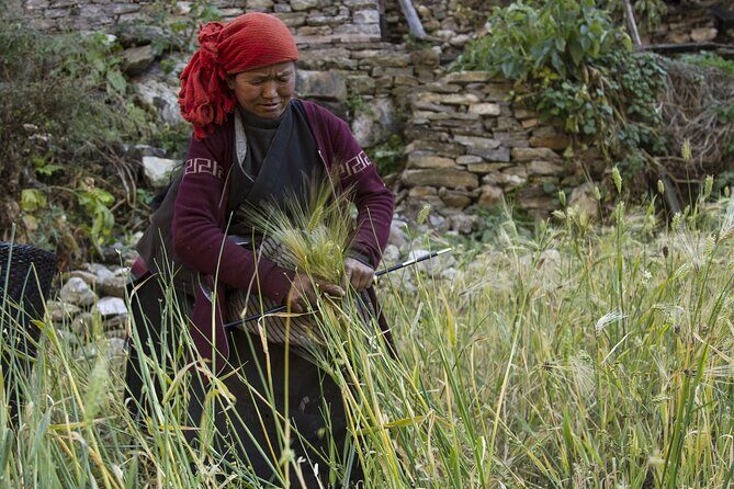10 Days Manaslu Circuit Trek in Larke La Pass - Lodging and meals: tea houses are basic, not a dealbreaker