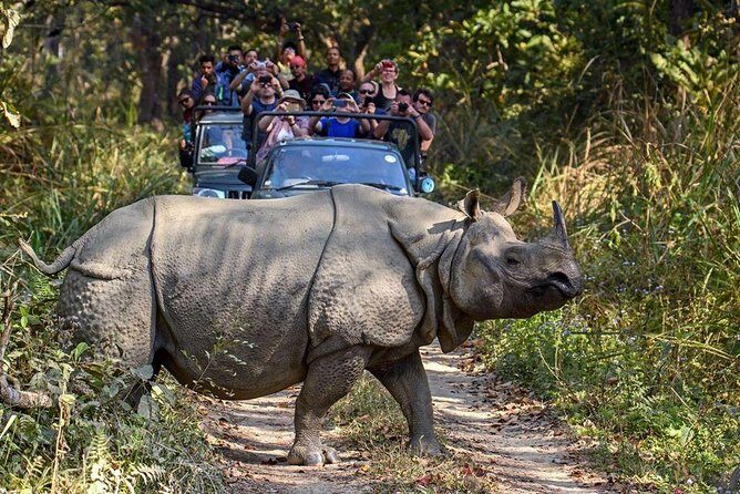 10 days Special Nepal Tour Package - Chitwan National Park: Royal Hunter Land to Rhino Safari Day