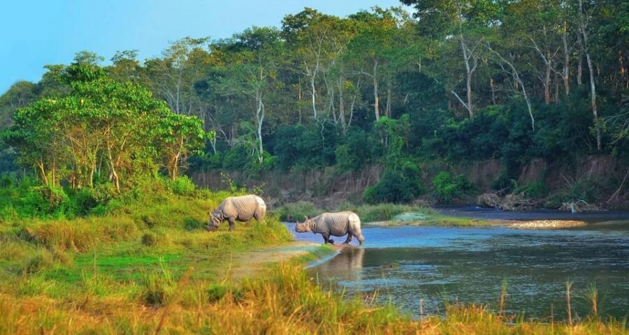 2 Days Chitwan Jungle Safari Tour from Pokhara/Kathmandu - Day 1 in Chitwan: check-in, guided safari, and Tharu culture