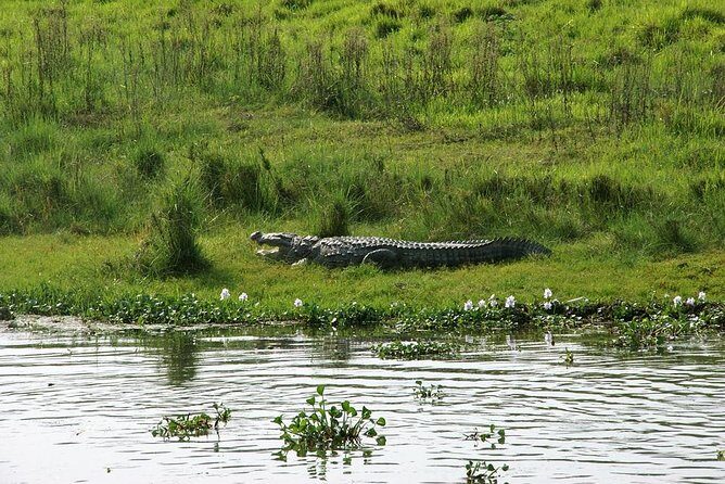 3-Day Chitwan Jungle Safari Tour from Kathmandu - Wildlife Reality Check (And Why This Trip Still Works)