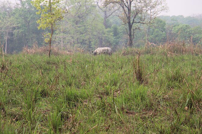 3-Day Chitwan National Park Jungle Safari Tour Package with Pick Up - Day 2 and the Jeep Safari Time: Rhino Chances and Tiger Odds