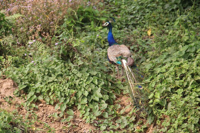3-Day Chitwan National Park Jungle Safari Tour Package with Pick Up - Day 3: Morning Birding, Then the Long Return to Kathmandu