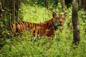 3-Day Guided Safari Tour in Chitwan National Park in Nepal - Day 2: Bird Watching Quiet Time, Then the Rapti River Canoe for Crocs