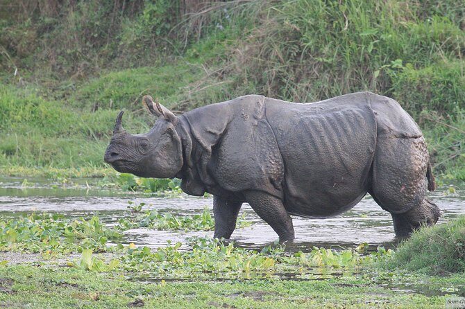 3 Days Jungle Safari in Chitwan National Park - Key highlights (quick read)