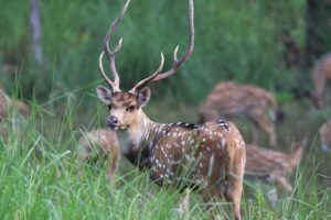 3 Days Jungle Safari in Chitwan National Park - Day 1: Bus Ride to Sauraha, Tharu Village, Museum, and Rapti Sunset