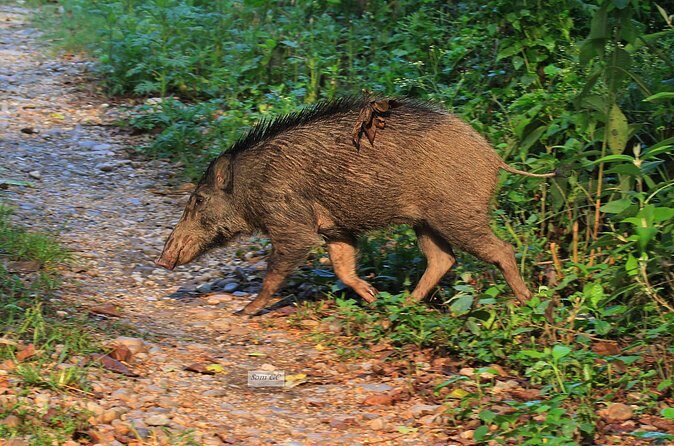 3 Days Jungle Safari in Chitwan National Park - Day 3: Naturalist Bird Walk by the Rapti River and Back to Kathmandu
