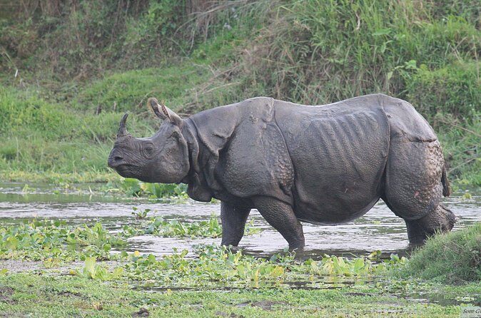 3 Days Jungle Safari in Chitwan National Park - Wildlife Expectations: Rhinos, Tigers, and 500+ Birds (What to Aim For)