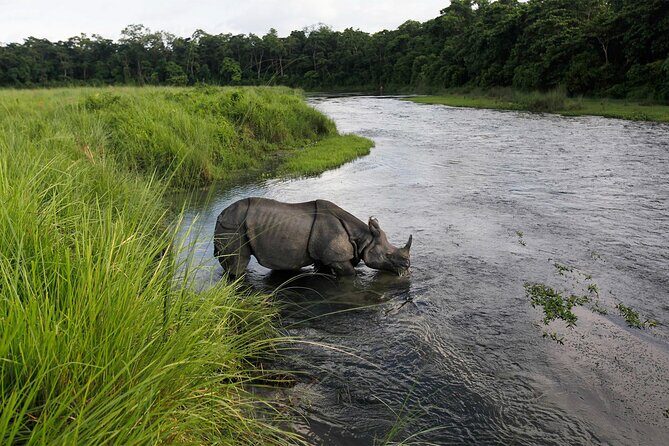 3 Nights 4 Days Chitwan National Park with Tower Night Stay - Day 3: Light Breakfast in the Tower and a Jungle Walk Back