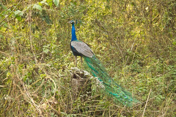 3 Nights 4 Days Chitwan National Park with Tower Night Stay - Day 3 Full-Day Jungle Activities: Another Shot at Wildlife