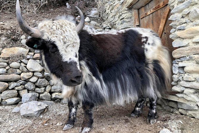Annapurna Circuit Trek - Day 3 to Day 5: Chame, Pisang, Manang (the altitude ladder gets real)