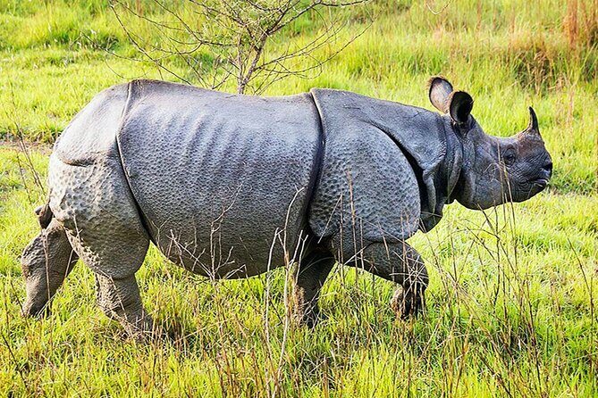 Chitwan 2 Nights All Inclusive Jungle Safari Tour - Key Highlights Worth Your Attention