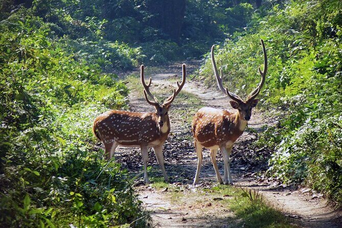Chitwan 2 Nights All Inclusive Jungle Safari Tour - Food, Drinks, and Energy Management