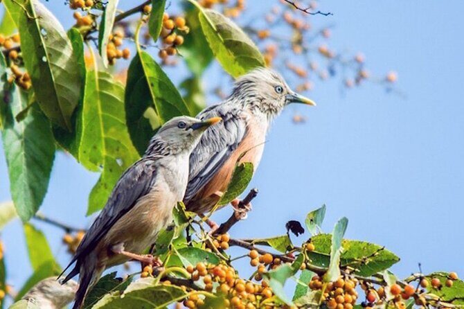 Chitwan 2 Nights All Inclusive Jungle Safari Tour - Kathmandu to Chitwan: The Ride and the First Stops