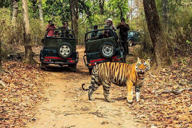 Chitwan Jungle Safari 3-Day Tour - Quick highlights from Chitwan Jungle Safari