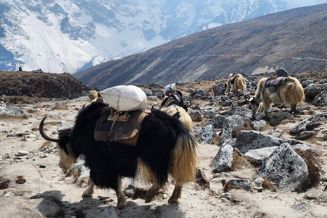 Everest Base Camp Trek from Kathmandu 12 Days - Key takeaways before you go