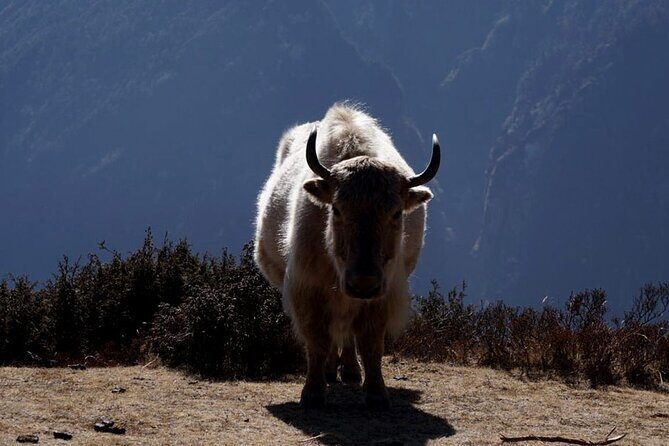 Everest Base Camp Trekking - 2025/2026 - Pangboche to Lobuche: where “the trail” starts to feel serious