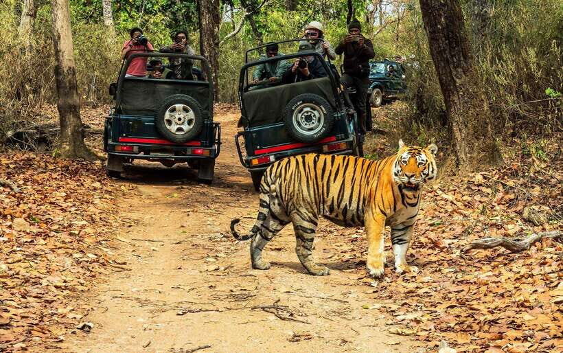 From Kathmandu/Pokhara: 2, 3, or 4-Day Chitwan Jungle Safari - Why Chitwan’s safari feels more than a checklist