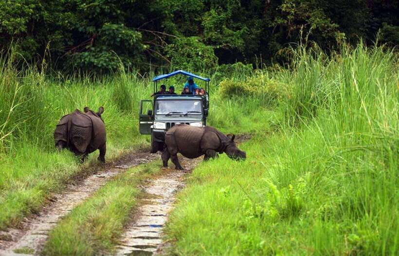 From Kathmandu/Pokhara: 2, 3, or 4-Day Chitwan Jungle Safari - Day 2 for 3- and 4-day trips: Jeep safari deeper into the wild