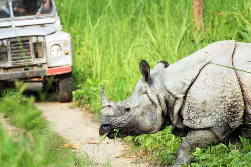 From Kathmandu/Pokhara: 2, 3, or 4-Day Chitwan Jungle Safari - Day 2 for the 2-day option: private car speed and an early start