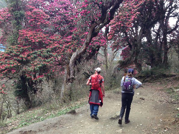 Ghorepani Poon Hill Trek - Day 3: Ulleri to Ghorepani through pine and rhododendron