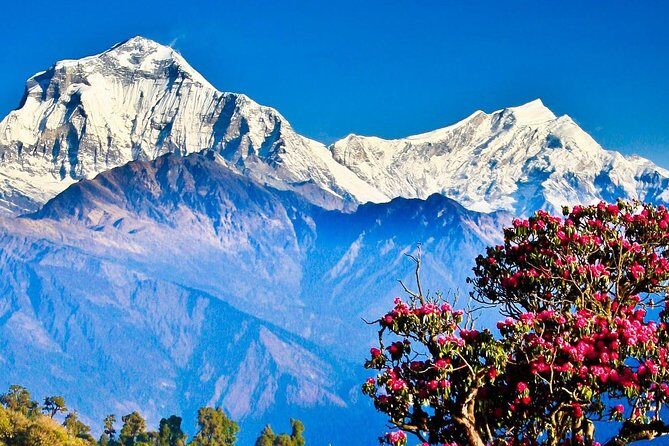 Ghorepani Poonhill Trek -8 Days - Ghorepani Down to Ghandruk: Easy Walking, Village Time, and Gurung Culture