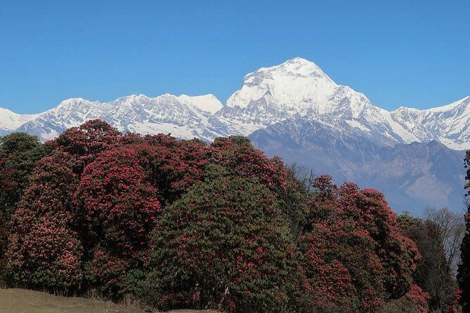 Ghorepani Poonhill Trek -8 Days - The Return Ride: Damauli, Dumre, Muglin, Kurintar, and Manakamana Cable Car