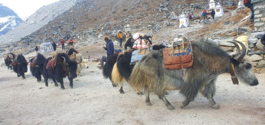 Kathmandu: 14-Day Everest Base Camp with Kala Patthar Trek - Acclimatization Days That Actually Help You (Namche and Dingboche)