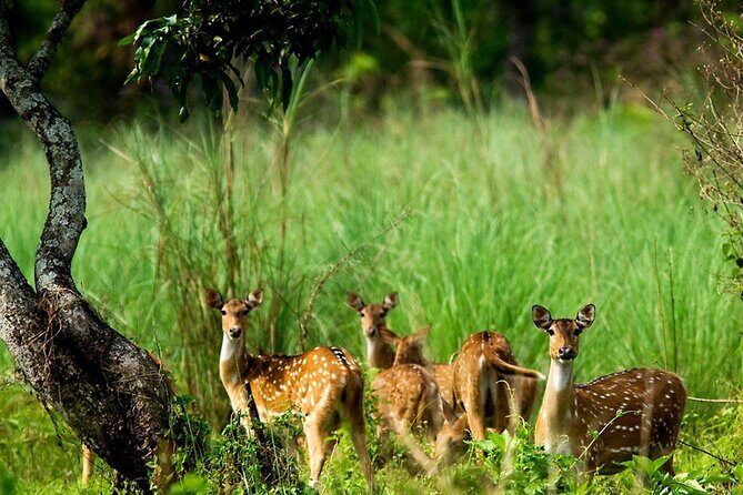 Kathmandu 2 Nights 3 Days Chitwan Jungle Safari Tour - Walking tour in the park: close-up nature without the marathon