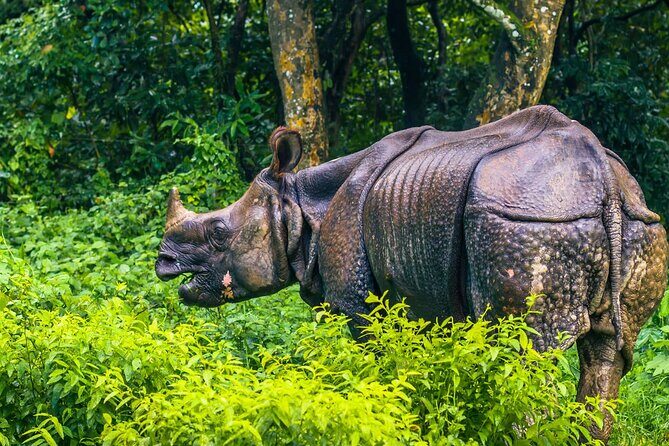 Kathmandu 2 Nights 3 Days Chitwan Jungle Safari Tour - What you get for $190: value that makes sense for most budgets