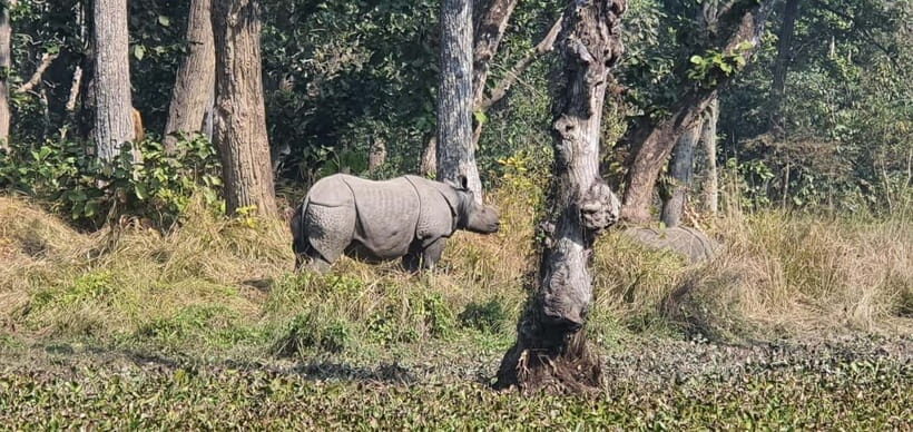Kathmandu: 3-Day Chitwan Safari Tour with Hotel Transfers - Day 3: the early start back to Kathmandu (and lunch reality)