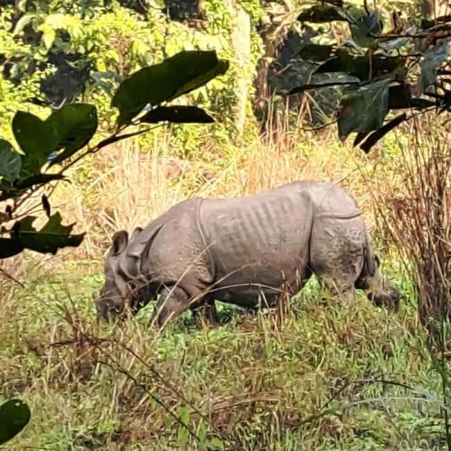 Kathmandu: 3-Day Chitwan Safari Tour with Hotel Transfers - Day 2: canoeing, jungle walk, then a jeep safari hunt