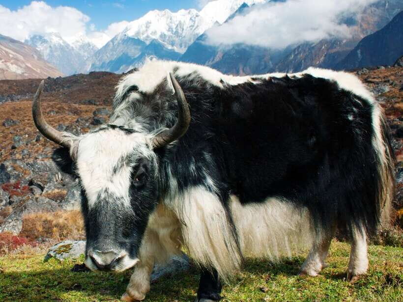 Kathmandu: 6 Days Langtang Valley Trek with Kyanjin Ri - What to bring (so you don’t feel miserable)