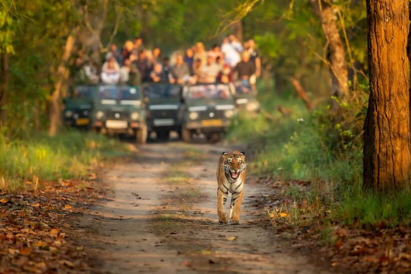 Kathmandu/Pokhara: 3 Day Chitwan Jungle Safari Tour - Chitwan National Park in 3 days: what you actually get