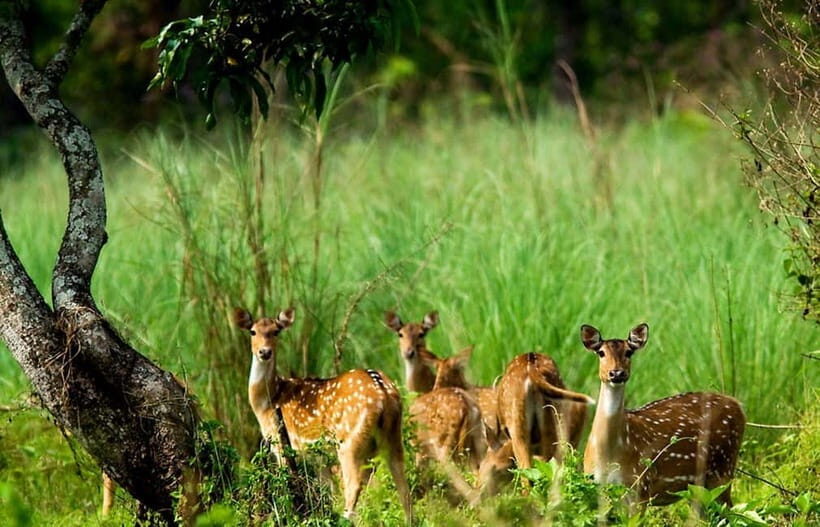 Kathmandu/Pokhara: 3 Day Chitwan Jungle Safari Tour - Day 1 in Chitwan: Tharu village, sunset time, and culture that lands