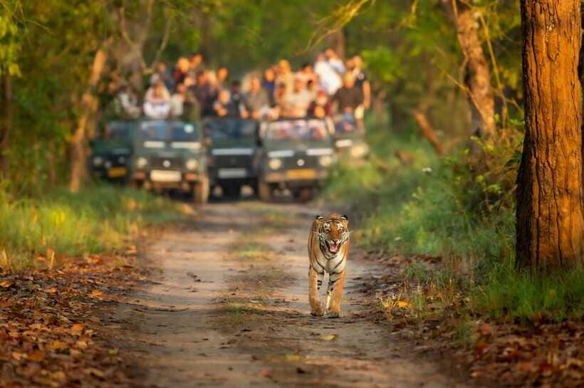 Kathmandu/Pokhara: 3 Day Chitwan Jungle Safari Tour - Day 3: breakfast, optional early birdwatching, and the ride home