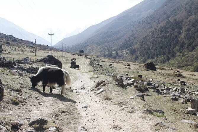 Langtang Trek from Kathmandu 7 Days - Key highlights before you pack