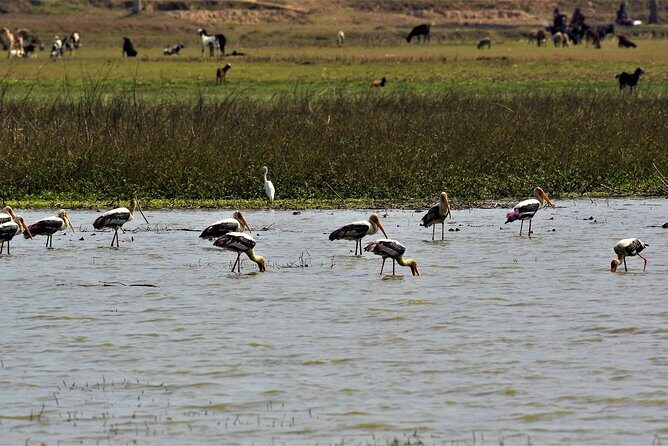 Nepal Birding - How the day starts: timing, pickup, and what “private” really means