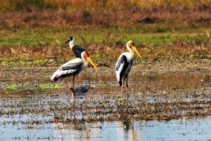 Nepal Birding - Where you go from Kathmandu: Shivapuri Nagarjun on the valley edge