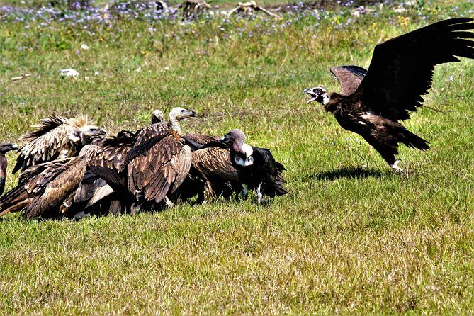 Nepal Birding - The hike and viewpoint payoff: forest time plus Himalayan views