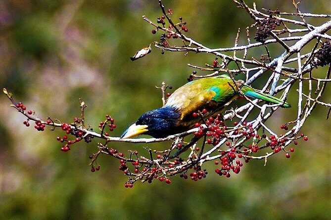 Nepal Birding - Price and value: what you get for $225 and what you must cover
