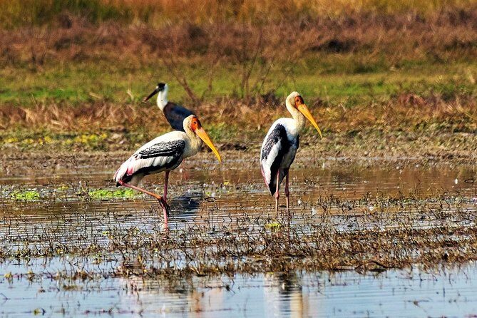 Nepal Birding - Where you go from Kathmandu: Shivapuri Nagarjun on the valley edge