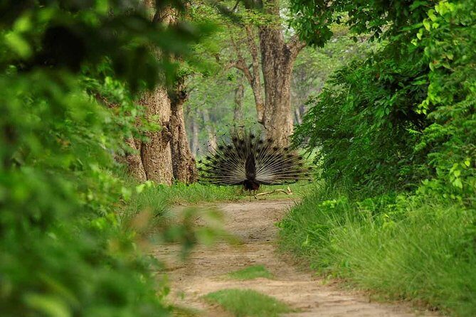 Nepal Classic Tour -12 Days - Chitwan Full-Board Safari Days: Canoe Crocodiles and Jeep Wildlife