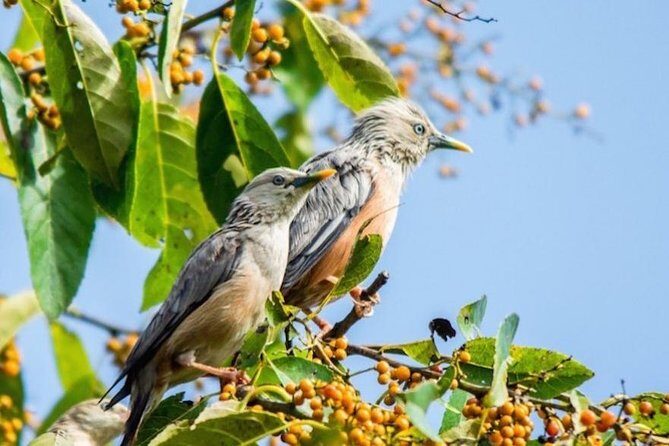 Phulchoki bird-watching tour - Key things to know before you go
